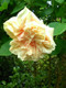 'Gloire de Dijon' Subtle Fragranced Climbing Rose Bush,Buff Yellow, Old Favourite 'Gloire de Dijon' Subtle Fragranced Climbing Rose Bush,Buff Yellow, Old Favourite