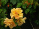 'Maigold' Fragrant Hardy Climbing Rose Bush,Beautiful Golden Coppery Orange Blooms