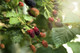 'Thornless' Blackberry / Rubus Fruticosus 'Thornless / Thornfree Sweet & Juicy
