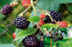 Thornless Blackberry 'Evergreen' / Rubus Fruticosus Big Juicy Berries, No Thorns