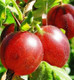 1 Red Gooseberry Captivator Plant Ribes uva Crispa, Branched Fruit Bush