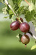 1 Red Gooseberry Captivator Plant Ribes uva Crispa, Branched Fruit Bush