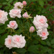 'Cecile Brunner' Fragrant Climbing Rose Bush, Delicate Soft Pink Hardy China Rose 'Cecile Brunner' Fragrant Climbing Rose Bush, Delicate Soft Pink Hardy China Rose