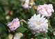 'Cecile Brunner' Fragrant Climbing Rose Bush, Delicate Soft Pink Hardy China Rose