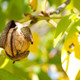 English Walnut Fruit Tree 3-4ft Tall In a 2L Pot,Grow Nuts,Juglans Regia