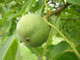 English Walnut Fruit Tree 3-4ft Tall In a 2L Pot,Grow Nuts,Juglans Regia
