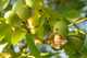 English Walnut Fruit Tree 3-4ft Tall In a 2L Pot,Grow Nuts,Juglans Regia
