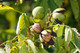 English Walnut Fruit Tree 3-4ft Tall In a 2L Pot,Grow Nuts,Juglans Regia