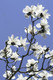 Magnolia 'Kobus' 3L Pot, Fragrant White Flowers In Your Garden!
