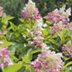 Hydrangea Paniculata Wim's Red  Fire and Ice  in 2L Pot