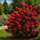 Hydrangea Paniculata Wims Red in 2L Pot, Honey Scented Flowers