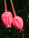 Crinodendron Hookerianum / Chile lantern tree  In a 2L Pot