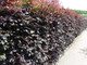 10 Copper / Purple Beech - Fagus Sylvatica Atropurpurea, 1-2ft Tall In a 1L Pots