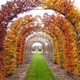 10 Copper / Purple Beech - Fagus Sylvatica Atropurpurea, 1-2ft Tall In a 1L Pots
