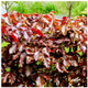 20 Copper / Purple Beech - Fagus Sylvatica Atropurpurea, 1-2ft Tall In a 1L Pots