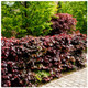 20 Copper / Purple Beech - Fagus Sylvatica Atropurpurea, 1-2ft Tall In a 1L Pots