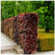 15 Copper / Purple Beech - Fagus Sylvatica Atropurpurea, 1-2ft Tall In a 1L Pots
