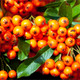 15 Pyracantha 'Orange Glow' Plants / Firethorn 'Orange Glow' Evergreen Hedge
