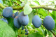 Dwarf Merryweather Damson Tree, In 5L Pot, Miniature, Self-Fertile & Heavy Cropping