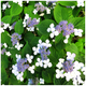 Hydrangea serrata 'Bluebird' In 2L Pot With Stunning, Blue Frowers