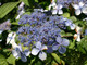 Hydrangea serrata 'Bluebird' In 2L Pot With Stunning, Blue Frowers