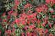Pieris 'Forest Flame' 15-20cm Tall In 2L Pot, Evergreen Shrub, Stunning Colours