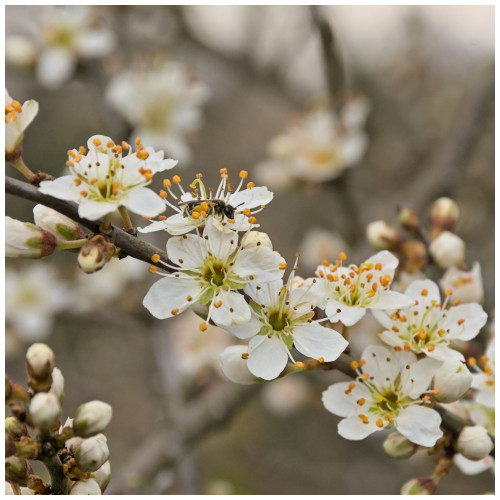 Slowberry 50 Blackthorn Hedging 2-3ft, Prunus Spinosa, Native Flowering Sloe ...