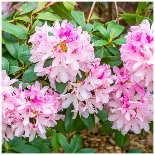Azalea Rhododendron 'Cheer' Bushy Potted Plant, Magnificent Light Pink ...