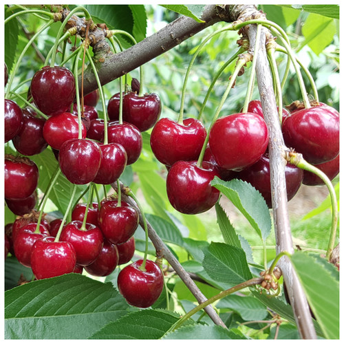 Morello Cherry Tree 3-4ft Tall in 6L Pot, Self-Fertile,Ready to Fruit ...