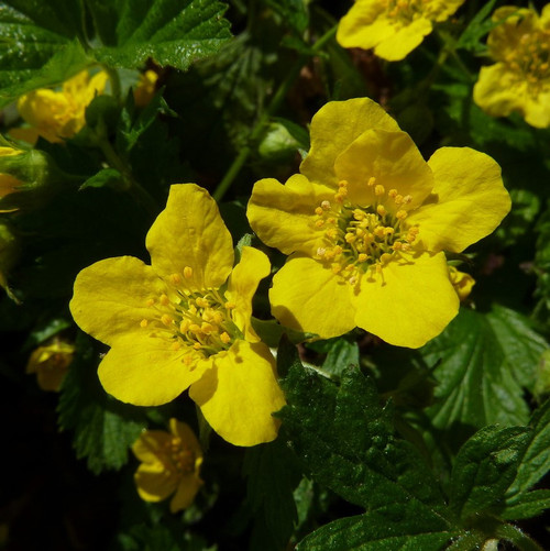 Waldsteinia ternata - Goudaardbei
