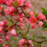 Chaenomeles × superba 'Pink Lady' / Japanese Quince,  In 9cm Pot