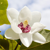 Magnolia Sieboldii In 12cm Pot, Stunning White Fragrant Flowers