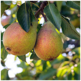 Dwarf Patio Clapp's Favourite Pear Tree in 5L Pot, Juicy Dessert Pear With Sweet Flavour