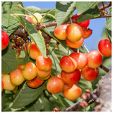 Dwarf Patio Bigarreau Napoleon Cherry Tree 5L Pot, Red-Flushed, Sweet & Juicy Cherries