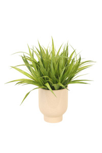 Vanilla Grass in Beige Planter