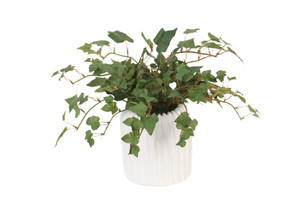 Mini Ivy in Haven White Planter (Set of 3)