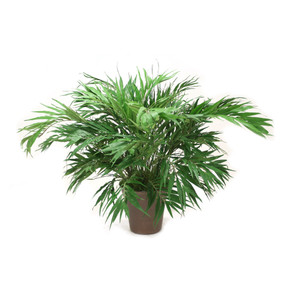 Parlor Palm Plant in Stoneware Planter
