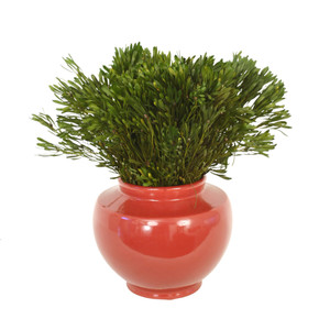 Platy's Foliage in Oxblood Container