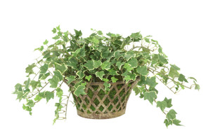 Variegated Ivy in Metal Open Weave Basket