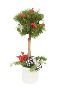 Pine Topiary with Accents of Red in White Planter