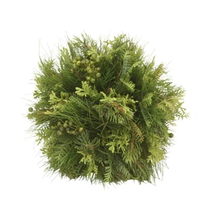 Cedar Pine Ball with Green Berries