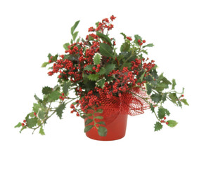 Mini Holly Mixed with Red Seed Berries in Red Container