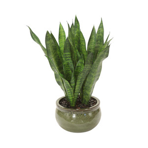 Sanseveria Plants in Green Stoneware