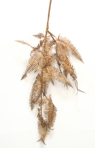 29" Copper Fern Spray  (Sold in Multiples of 48)