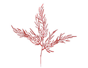 18" Red Glittered Cypress Spray  (Sold in Multiples of 24)