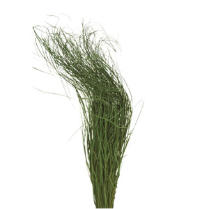 Bear Grass Stems (Sold in Bundles of 4)