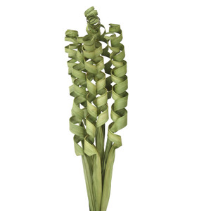 PALM CURL - BASIL (10 pieces per pack)
