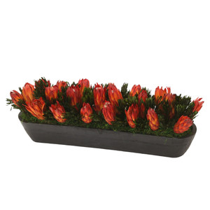 Red Repens in Long Black Planter