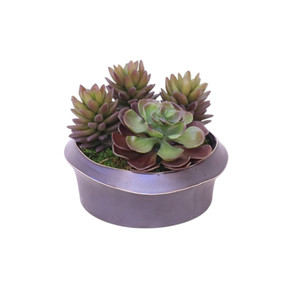 Succulents in Metal Low Planter
