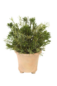 Oasis Green Platys Foliage in Tri Footed Foot Pot